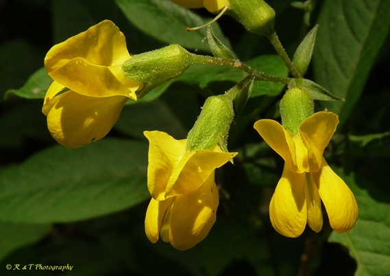 {Thermopsis mollis}